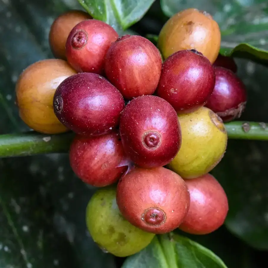 Ripe coffee berries on a robusta coffee plant in Coorg