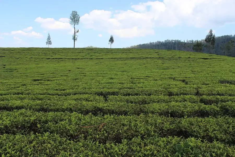 Tea estate in Ooty, Tamil Nadu
